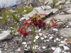 Codonorhiza micrantha