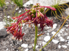 Codonorhiza micrantha