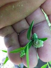Sphenoclea zeylanica