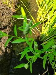 Sphenoclea zeylanica