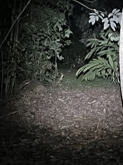 Thylogale stigmatica