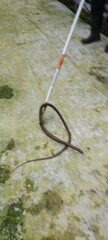 Serpentes
