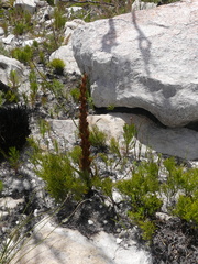Disa