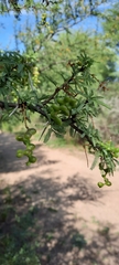 Prosopis torquata