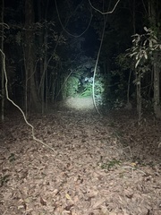 Thylogale stigmatica