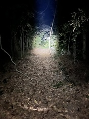 Thylogale stigmatica