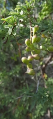 Prosopis torquata