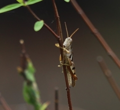 Stenocatantops angustifrons
