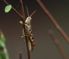 Stenocatantops angustifrons
