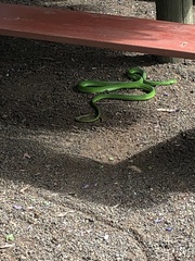 Dendroaspis angusticeps