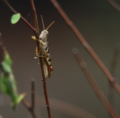 Stenocatantops angustifrons
