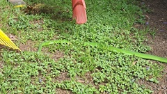 Dendroaspis angusticeps