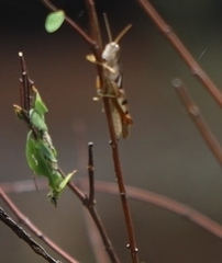 Stenocatantops angustifrons
