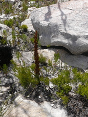 Disa