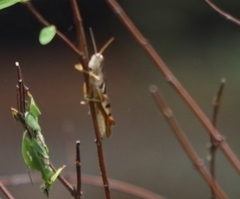 Stenocatantops angustifrons