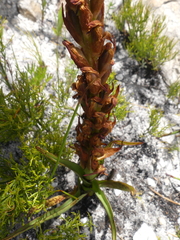 Disa
