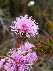 Melaleuca squamea