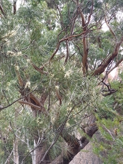 Hakea teretifolia