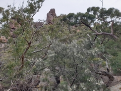 Hakea teretifolia