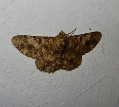 Racotis keralaria