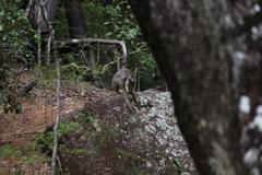 Petrogale mareeba