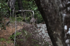 Petrogale mareeba