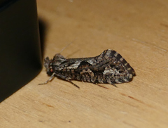 Acrolophus variabilis
