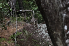 Petrogale mareeba