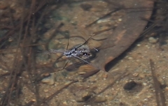 Tenagogerris