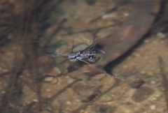 Tenagogerris