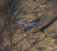 Tenagogerris