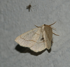 Destutia flumenata