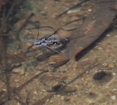 Tenagogerris