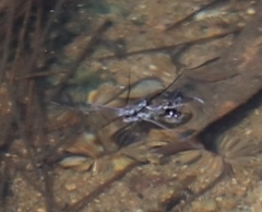 Tenagogerris