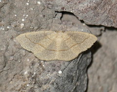 Destutia flumenata