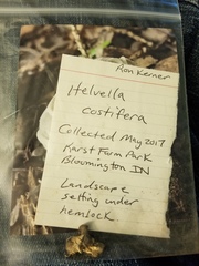 Helvella costifera