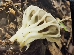 Helvella costifera