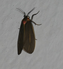 Haematomis uniformis