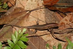 Eutropis macularia