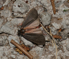 Hypoprepia inculta