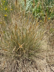 Tenaxia stricta