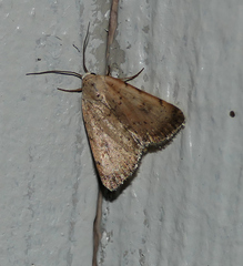 Micrathetis