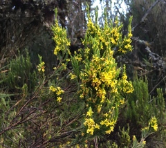 Hypericum juniperinum