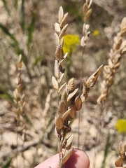 Eragrostis capensis
