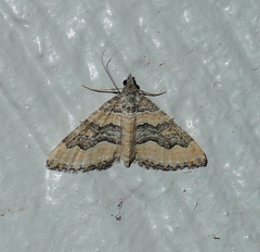 Perizoma custodiata
