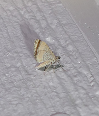 Perizoma custodiata