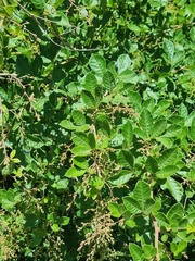 Searsia laevigata