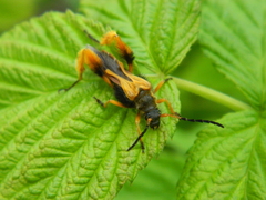 Callisphyris macropus