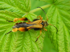 Callisphyris macropus