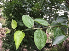 Celtis caudata